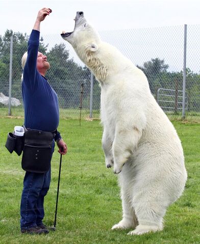 File:Polar bear33.jpg