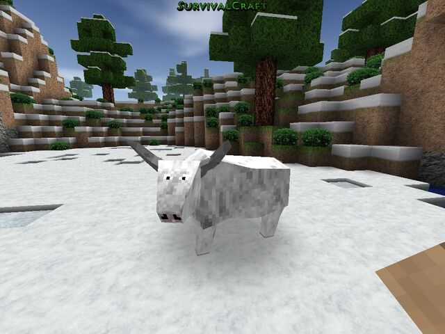 File:Albino bull.jpg