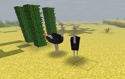 Ostrich verhistory