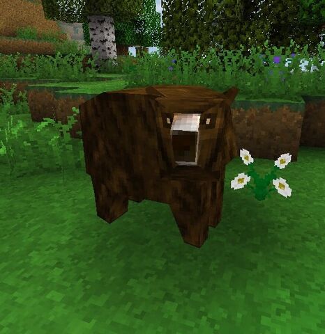 File:Brown bear.jpeg