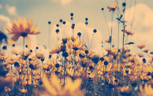 Image - Photography-tumblr-vintage-flowers.jpg | Survivor ...
