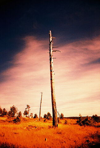 File:Sole survivor.jpg