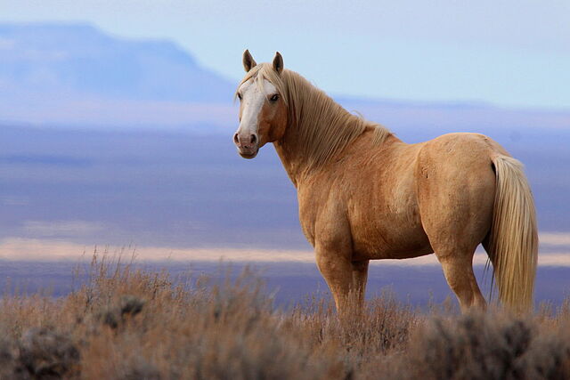File:Horse.jpg