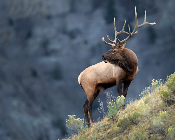 File:Elk.jpg