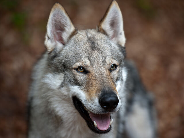 File:Wolf-dog.jpg