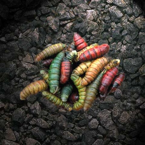 File:Torian Bloodworm.jpg
