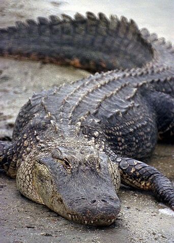 File:Florida Alligator.jpg