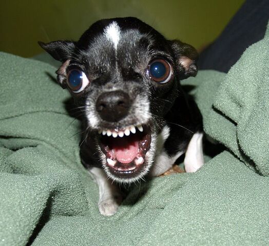 File:655px-Killer Chihuahua.jpg