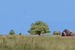 Eniamplains