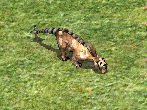 TuskCat