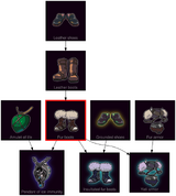 ResearchTree Fur boots