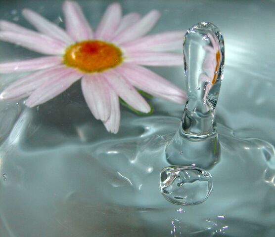 File:Daisydrop-3885.jpg