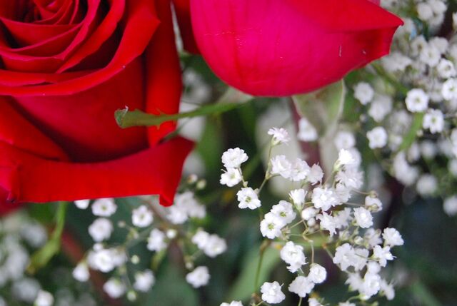 File:Rose-448.jpg