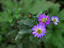 Aster+ageratoides-3204