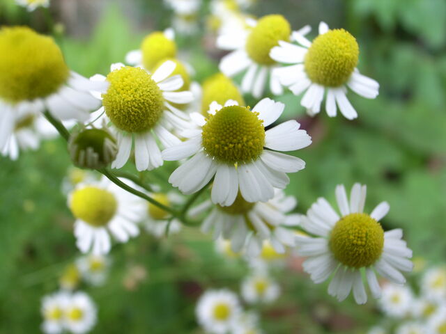 File:Chamomile-1520.jpg