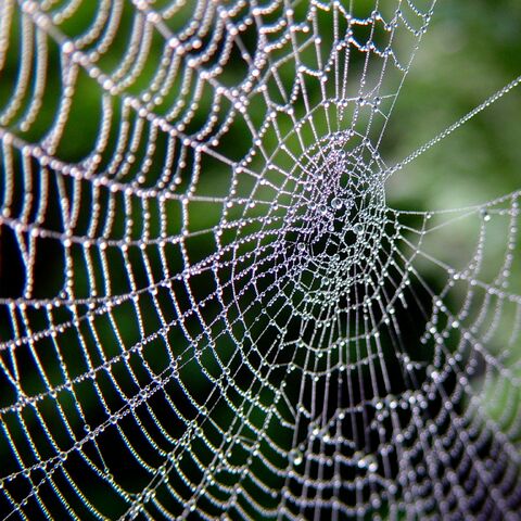 File:Spiderweb-8232.jpg