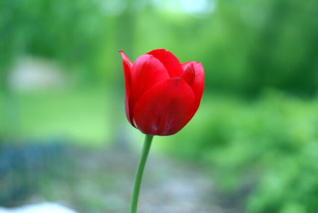 File:Red tulip-2529.jpg
