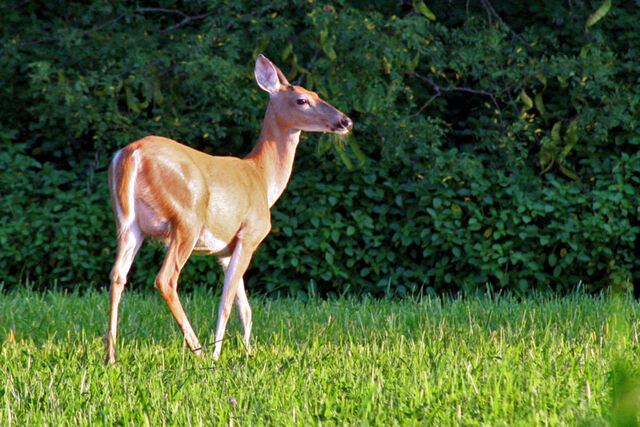 File:Deer-in-the-sun.jpg