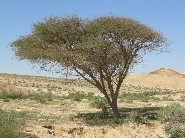 File:Acacia Negev.jpg