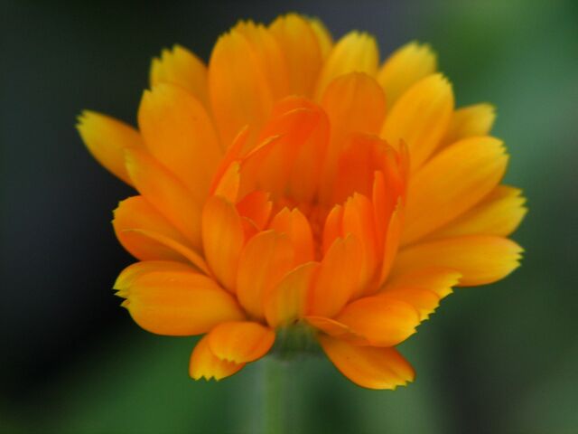 File:Calendula-1956.jpg