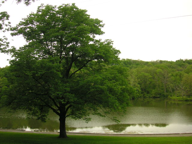 File:Oak Tree and lake-6376.jpg