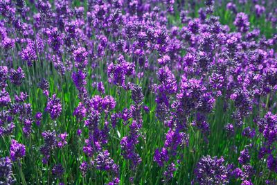 Lavender field-6740