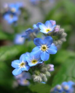 Forget+me+nots-4941