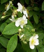 Mock-orange-4461