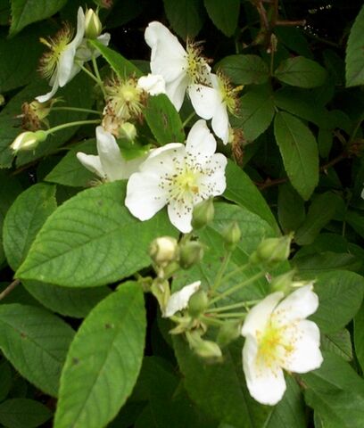 File:Mock-orange-4461.jpg