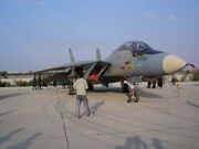 Iranian-tomcat