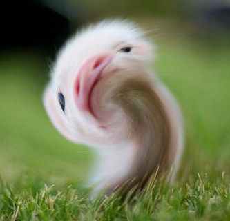 Plik:BabyHammy1.6.jpg