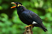 Tier vogel beo.jpg