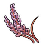 Red Lavender
