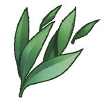 Verbena