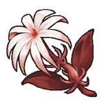 Red Jasmine