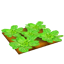 檔案:白菜田.png