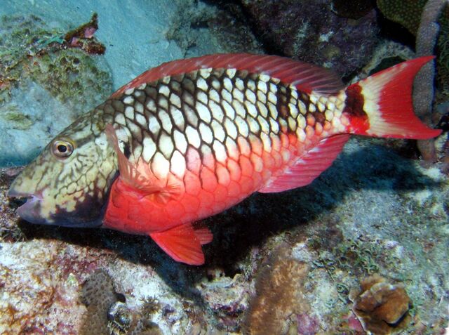 File:StoplightParrotfish.jpg