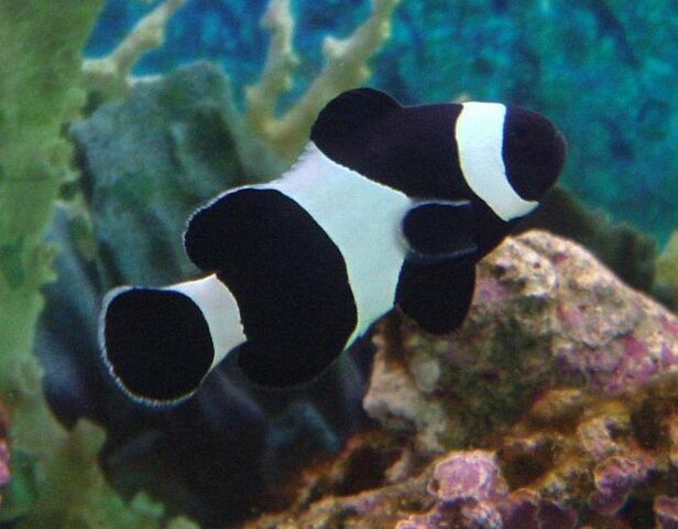 File:BlackClownfish.jpg