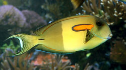 OrangeShoulderTang
