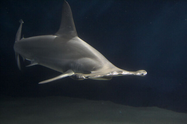 File:HammerheadShark.jpg