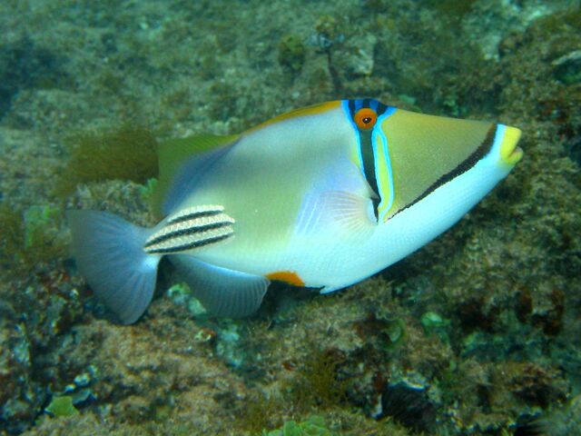 File:PicassoTriggerfish.jpg