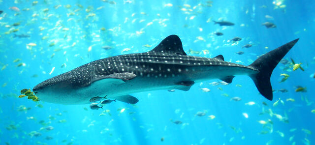 File:WhaleShark.jpg