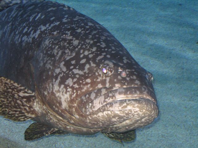 File:GiantGrouper.jpg