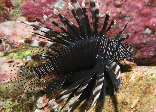 File:BlackLionfish.jpg