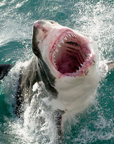 File:GreatWhiteShark.jpg