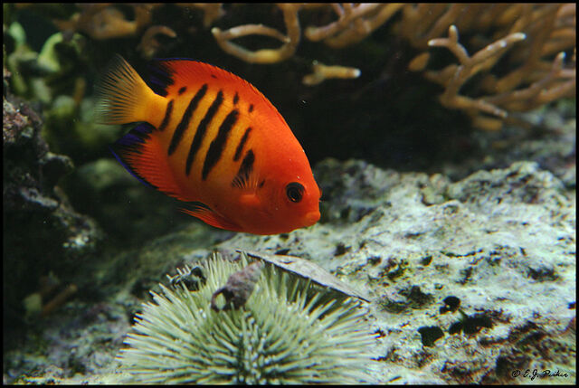 File:FlameAngelfish.jpg