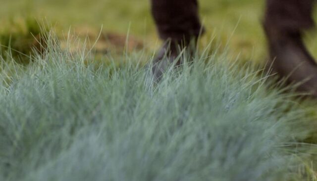 File:Blue-grass.jpg