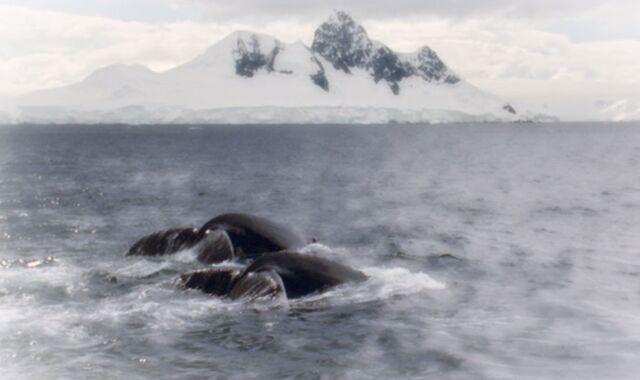 File:Whale.jpg