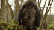 Rabbit The Day of the Doctor
