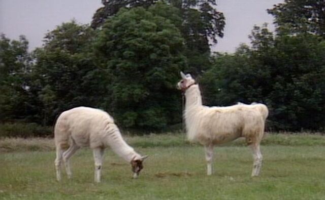 File:Llama.jpg